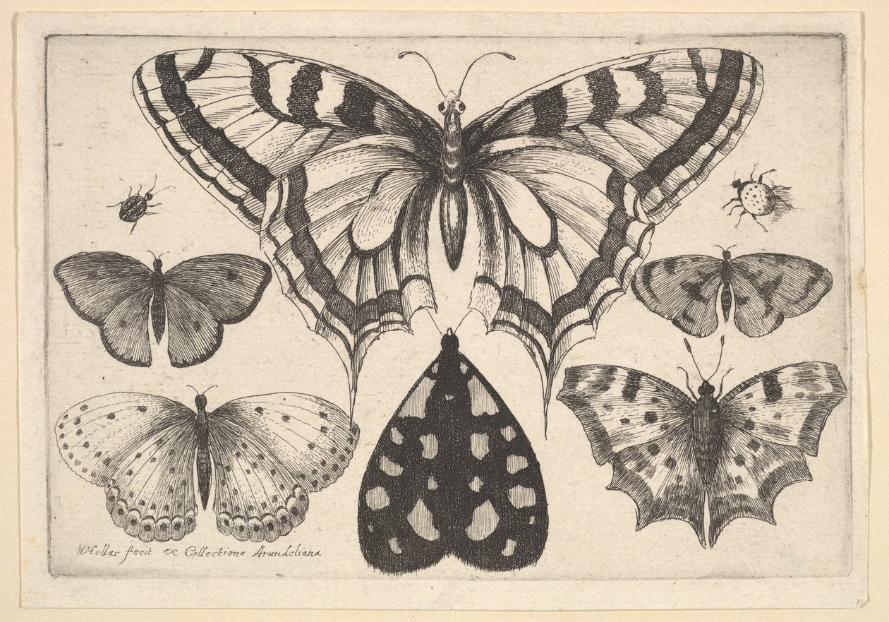 Fem sommerfugle, en møl og to biller, 1646. af Wenceslaus Hollar