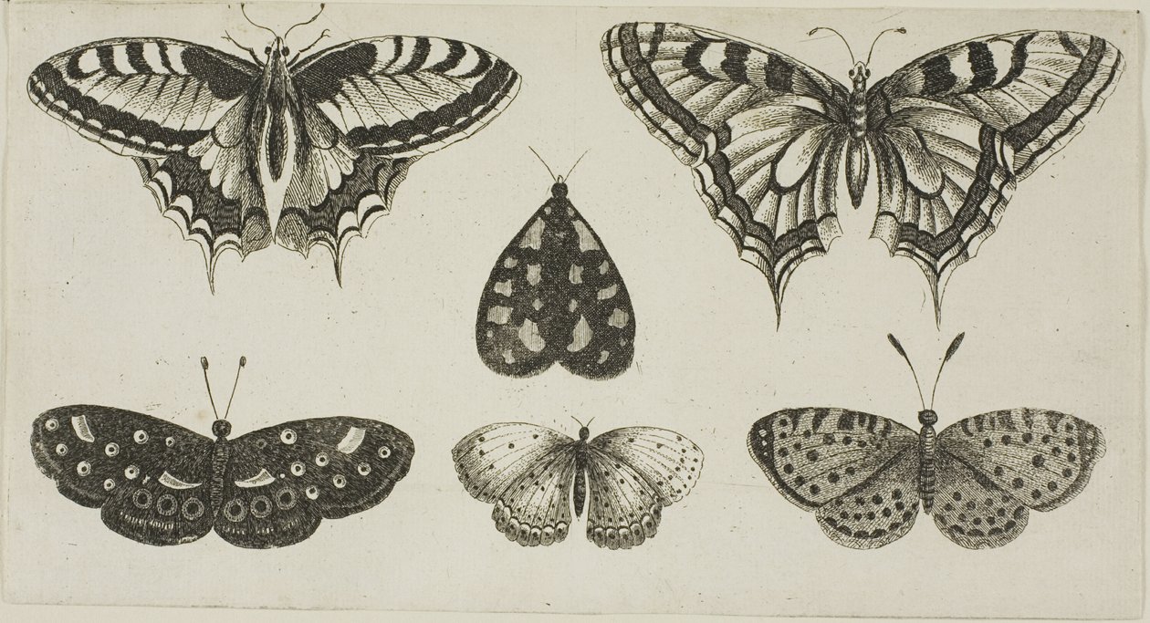 Fem sommerfugle og en møl af Wenceslaus Hollar