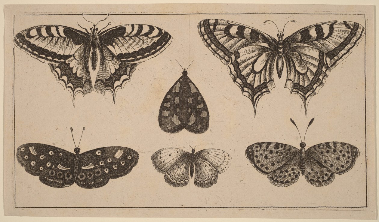 Fem sommerfugle og et møl af Wenceslaus Hollar