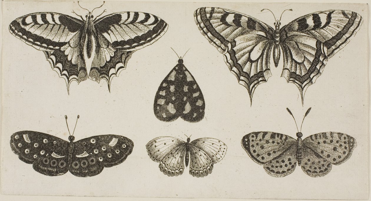 Fem sommerfugle og en møl af Wenceslaus Hollar