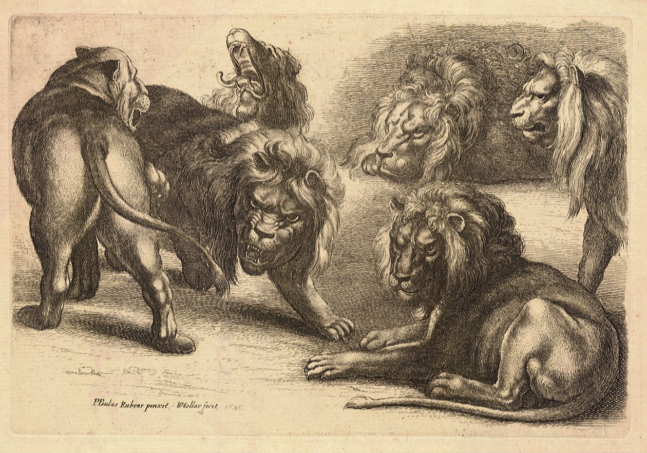 Fem løver og en løvinde efter Rubens af Wenceslaus Hollar