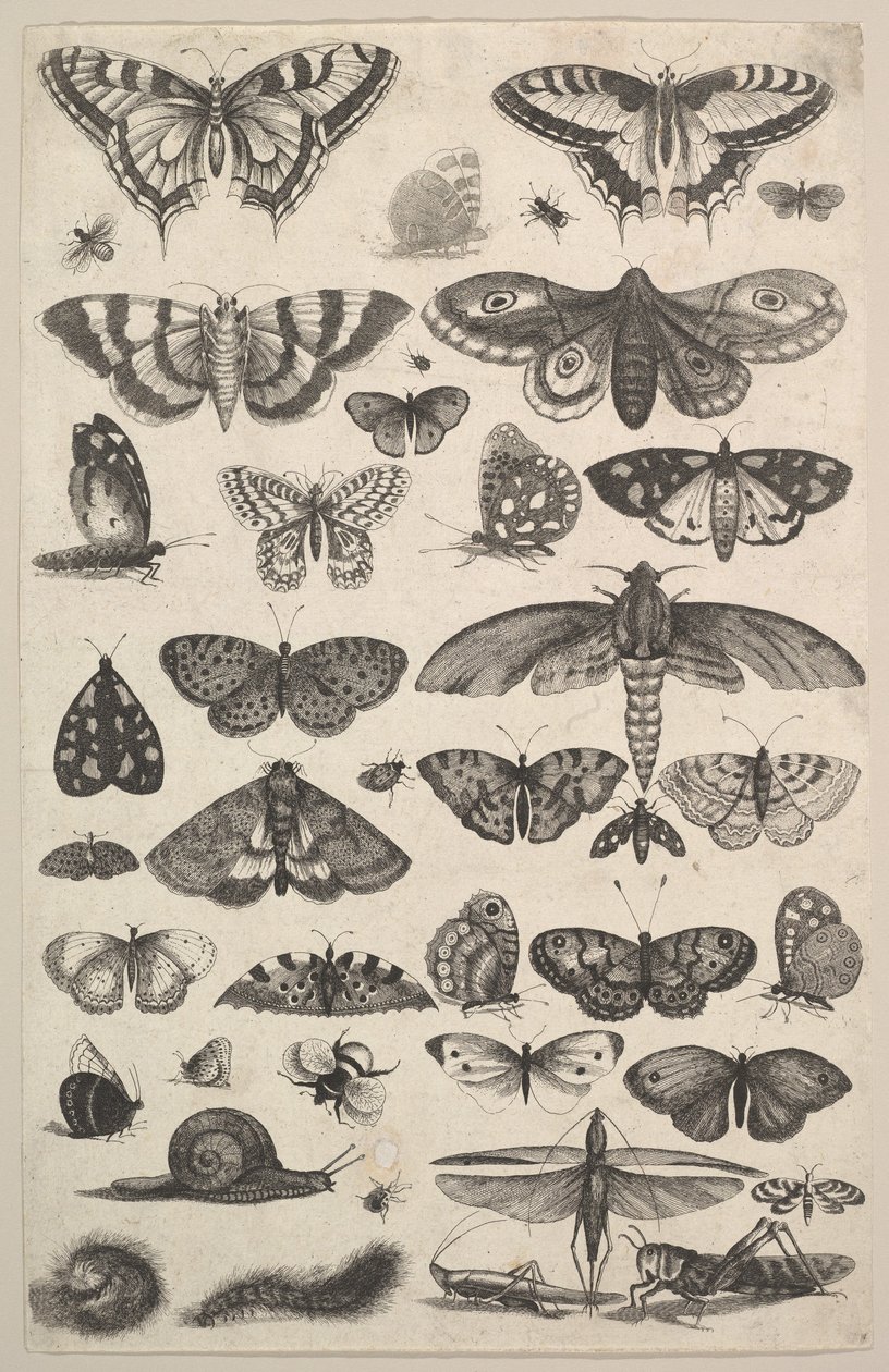 Enogfyrre insekter, inklusive møl og sommerfugle, 1625-77. af Wenceslaus Hollar