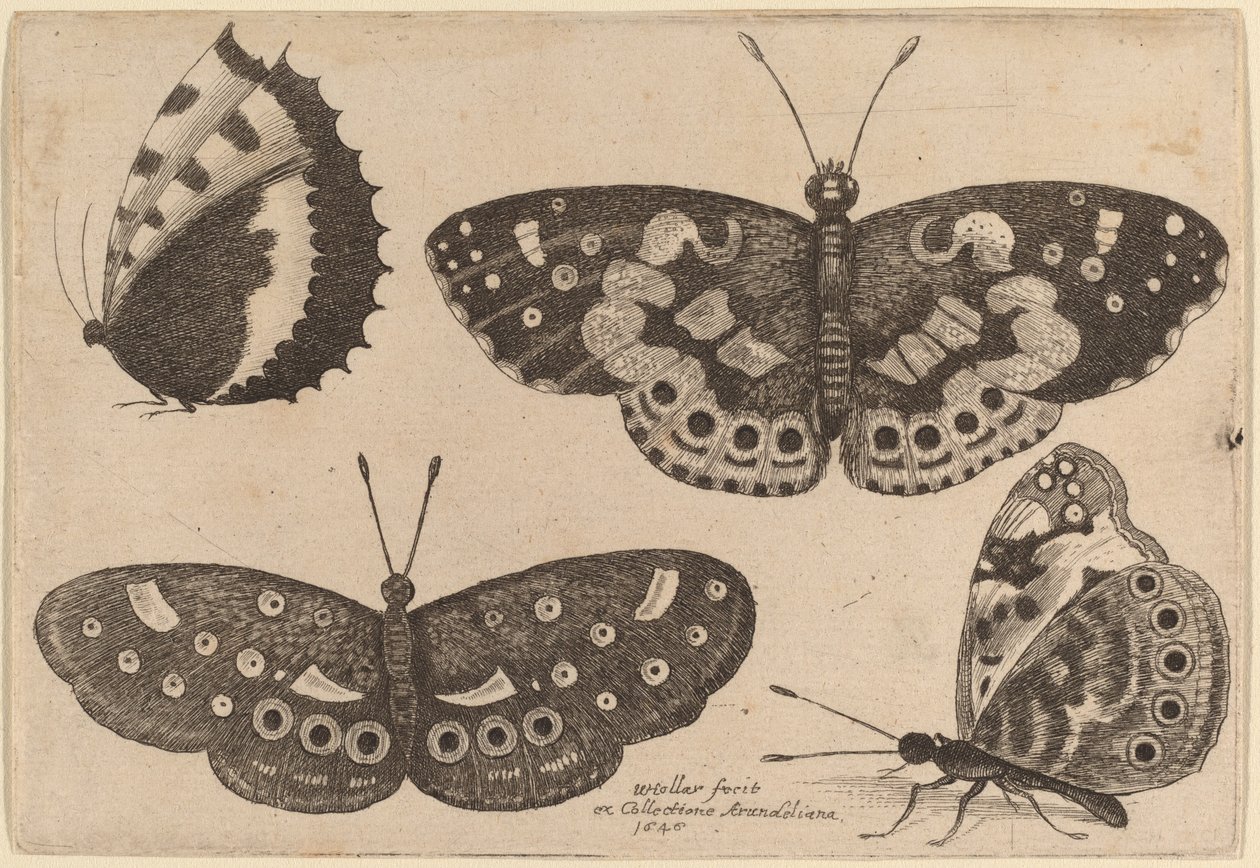 Fire sommerfugle af Wenceslaus Hollar