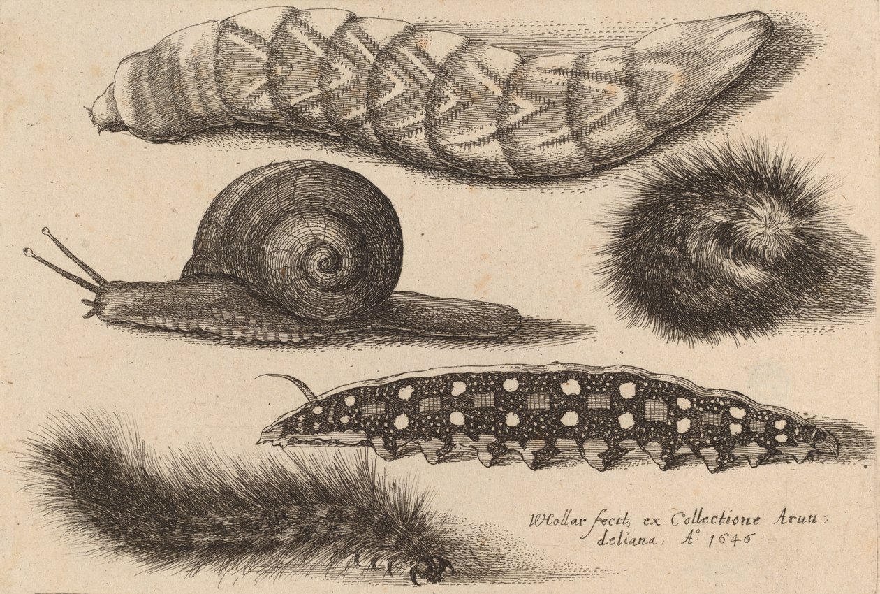 Fire larver og en snegl, 1646. af Wenceslaus Hollar