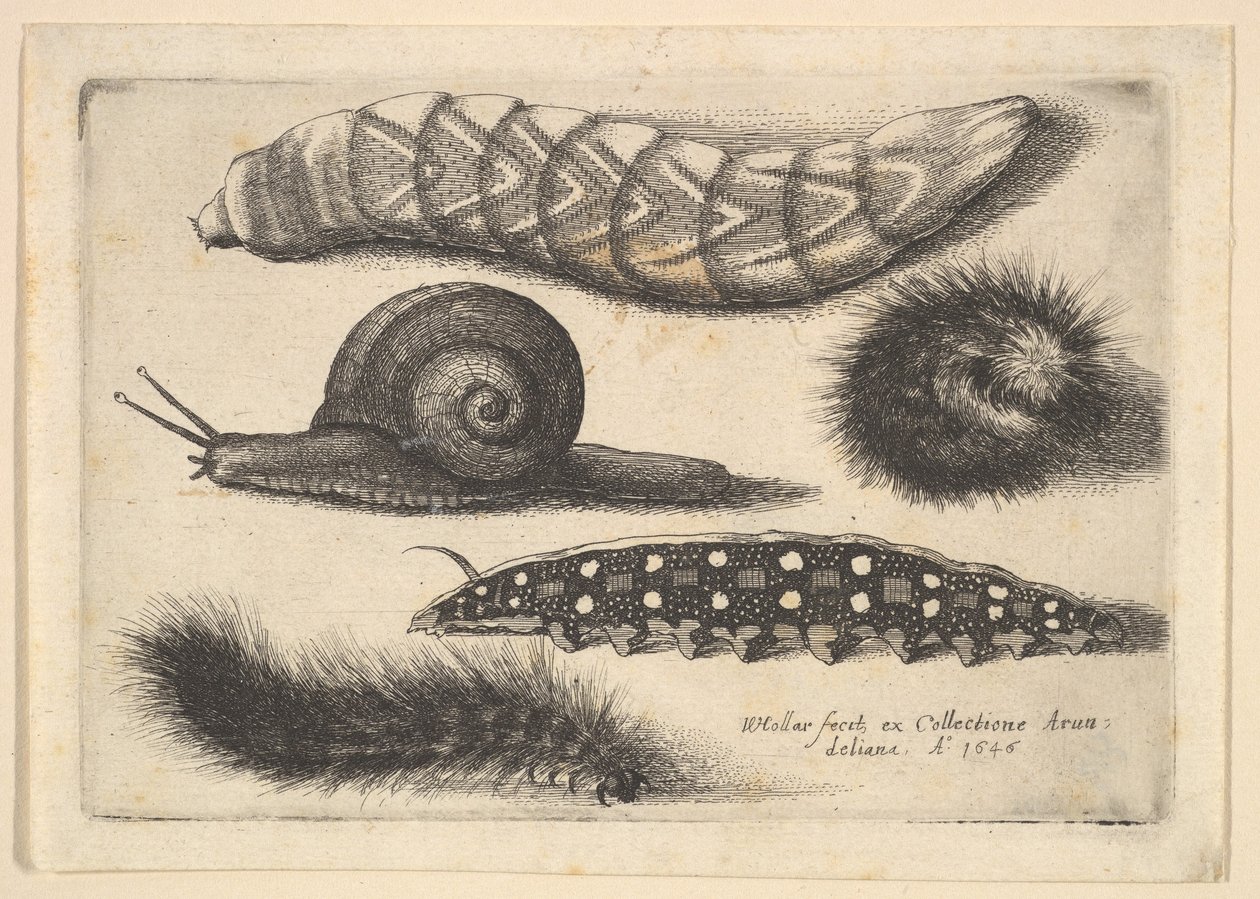 Fire larver og en snegl, 1646. af Wenceslaus Hollar