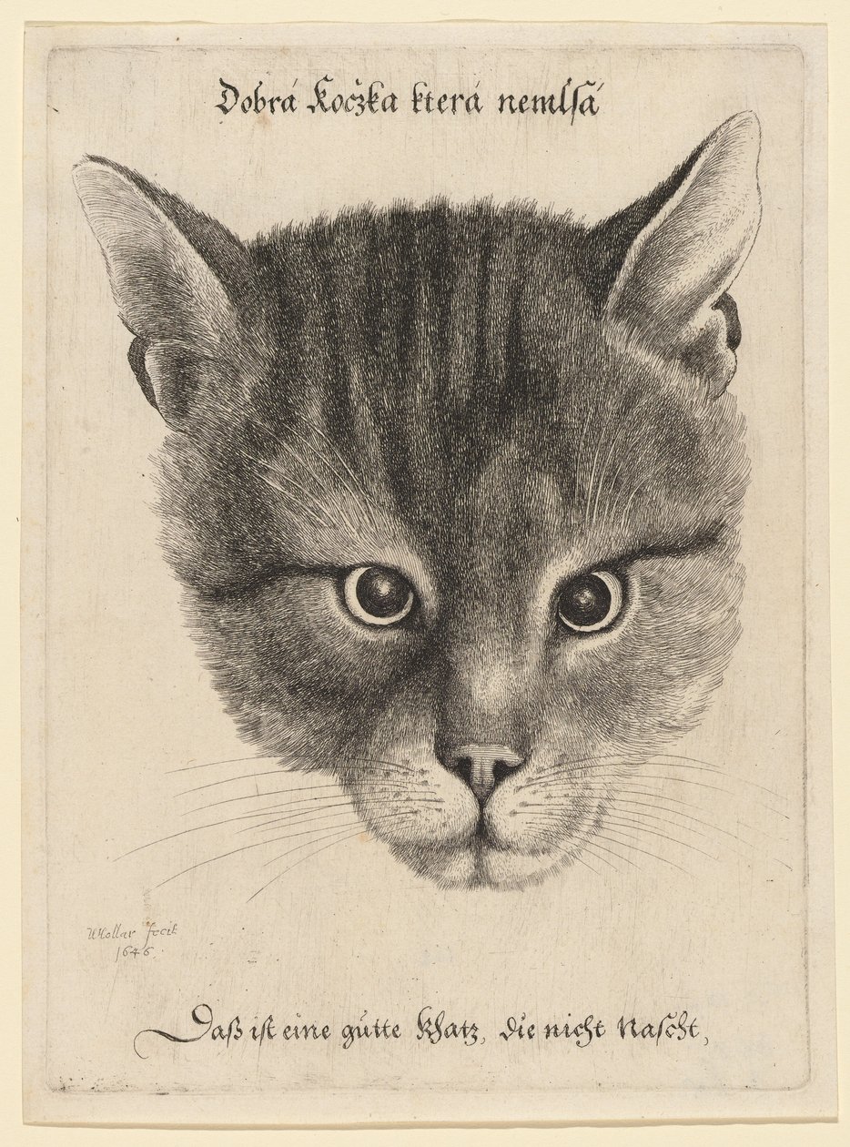 Et kattehoved, mellemstørrelse af Wenceslaus Hollar
