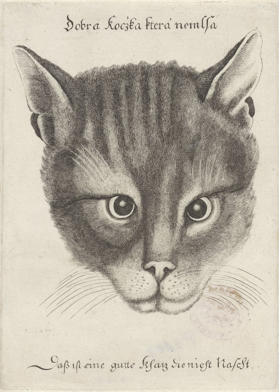 Hoved af en kat af Wenceslaus Hollar