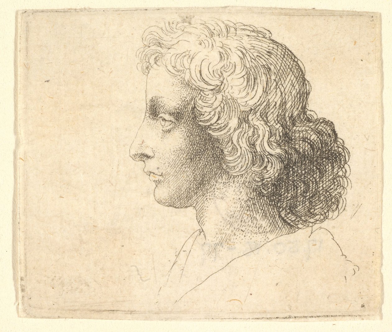 Hoved af ung mand med langt hår i profil til venstre, 1644-52. af Wenceslaus Hollar