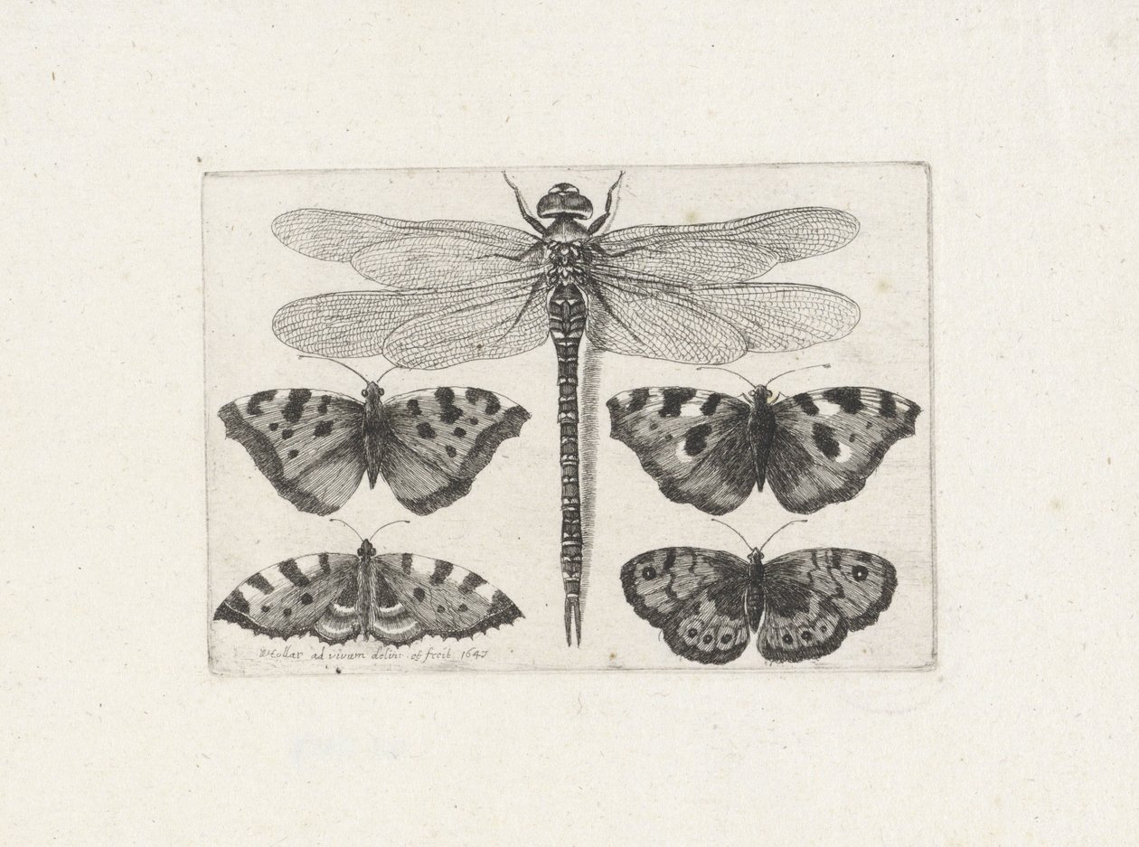 Dragonfly og fire sommerfugle af Wenceslaus Hollar