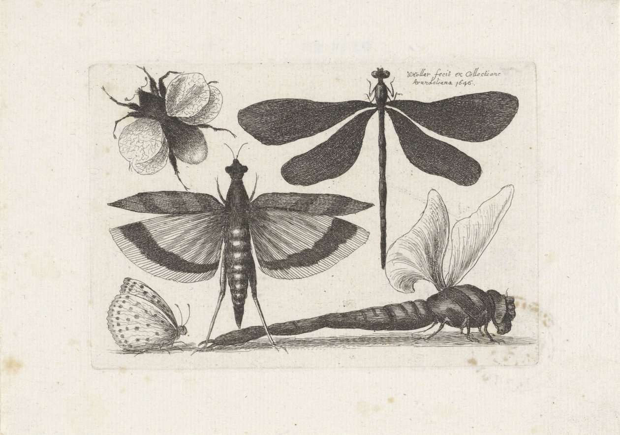 Guldsmede, sommerfugl og en humlebi Insekter (serietitel) Muscarum Scarabeorum (serietitel) af Wenceslaus Hollar