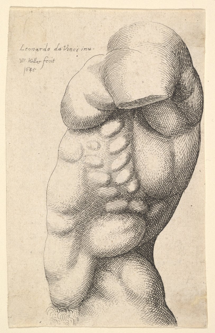 Mandlig torso fra hals til hofte i profil til venstre, 1645. af Wenceslaus Hollar