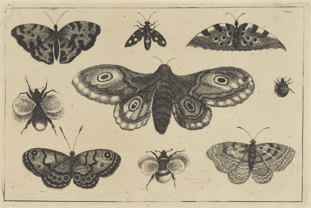Møl, fire sommerfugle, to humlebier og to andre insekter Forskellige insekter (serietitel) Diversae Insectorum (serietitel) af Wenceslaus Hollar