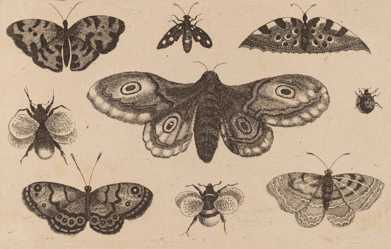 Møl, sommerfugle og bier. af Wenceslaus Hollar
