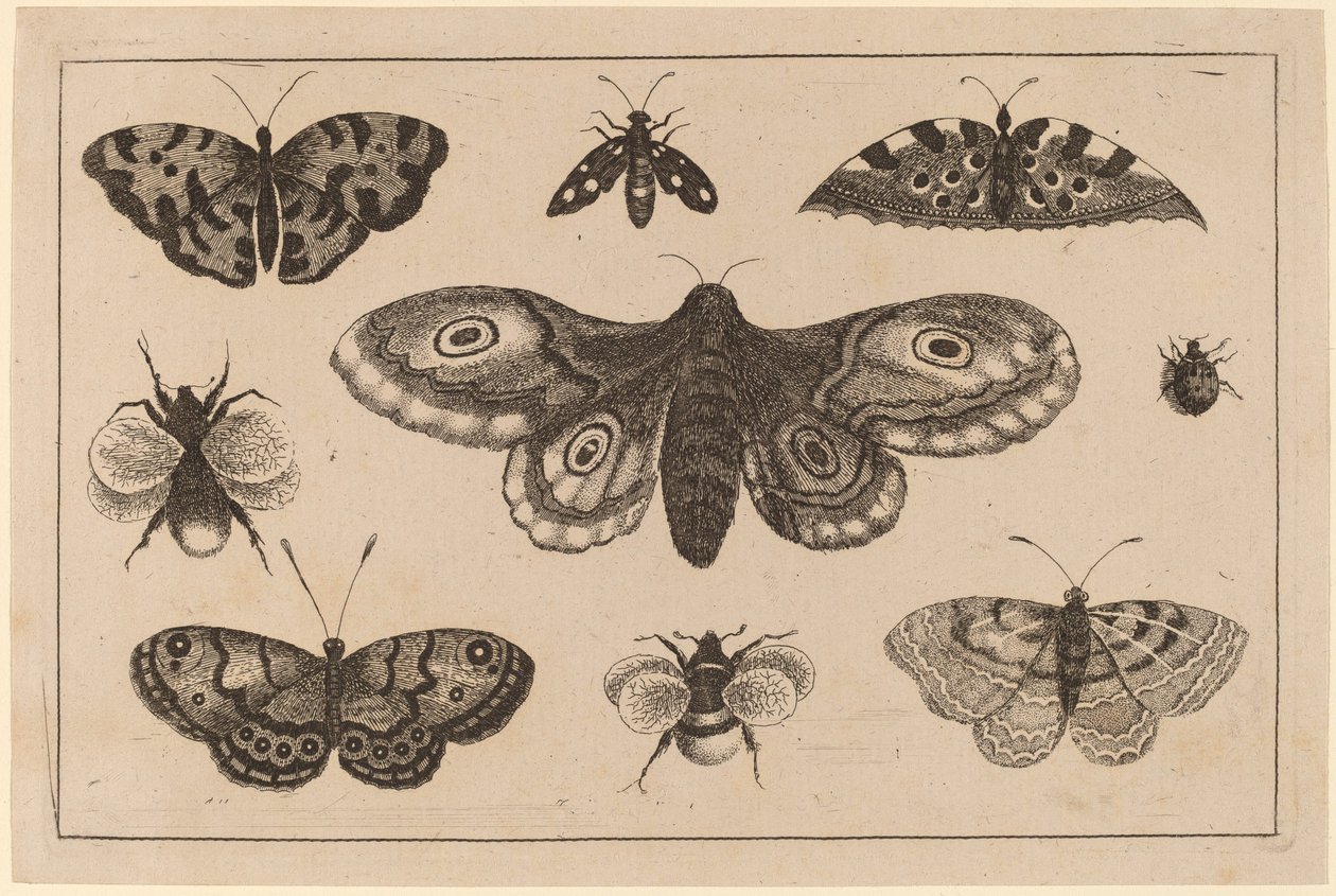 Møl, sommerfugle og bier af Wenceslaus Hollar