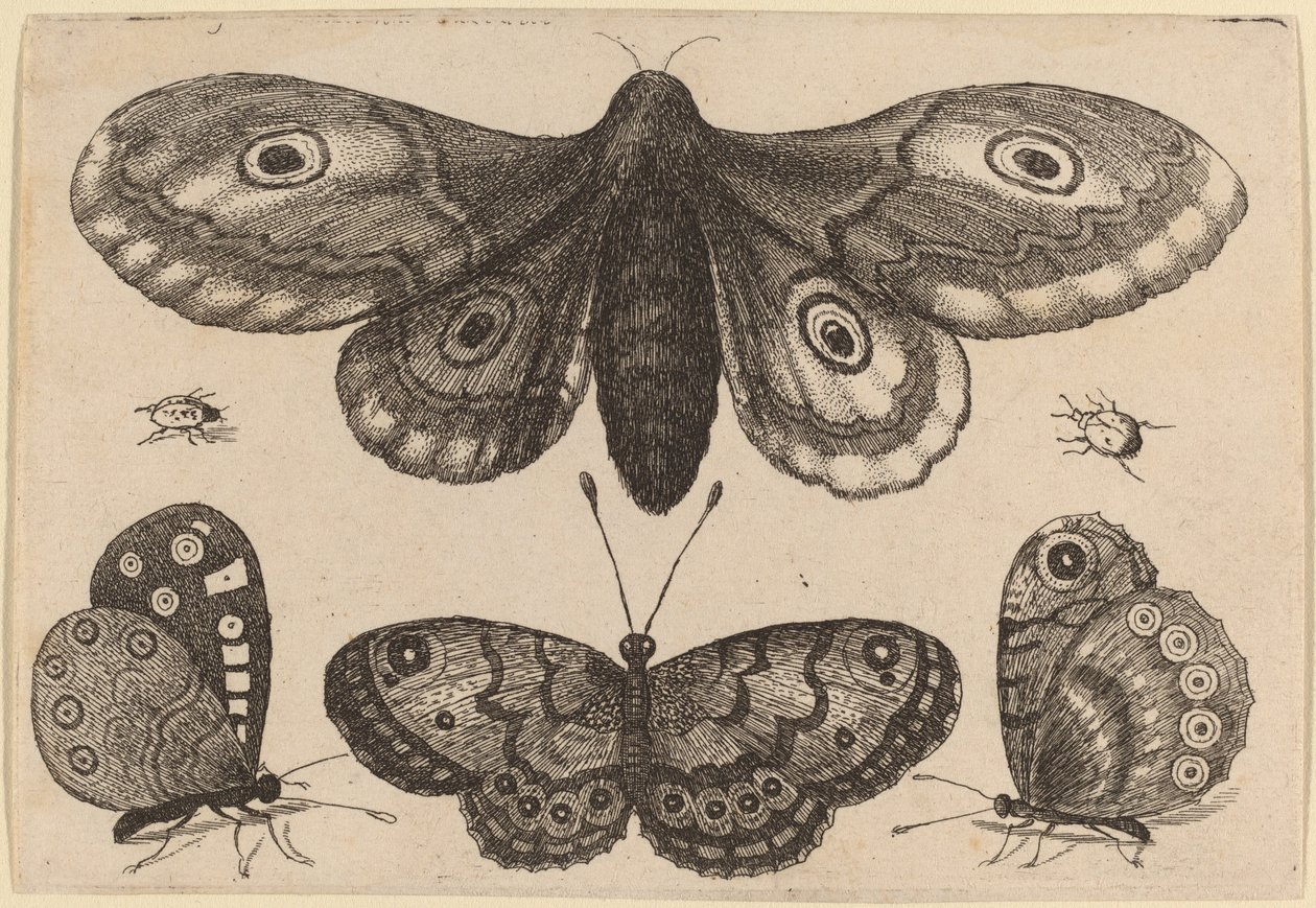 Møl, tre sommerfugle og to biller af Wenceslaus Hollar