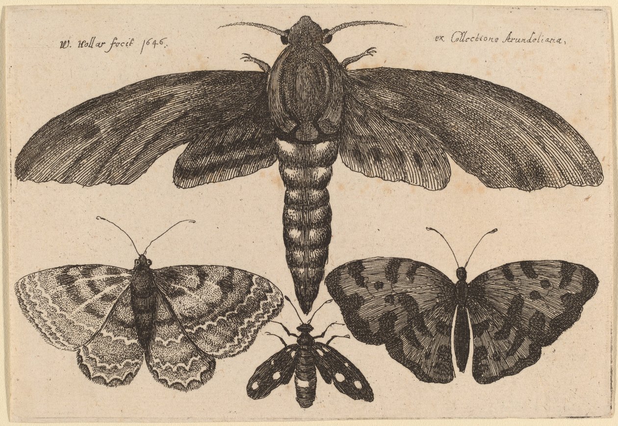 Møl og tre sommerfugle af Wenceslaus Hollar
