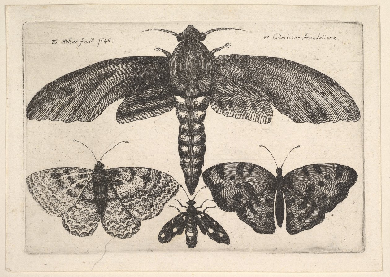 Møl og tre sommerfugle, 1646. af Wenceslaus Hollar