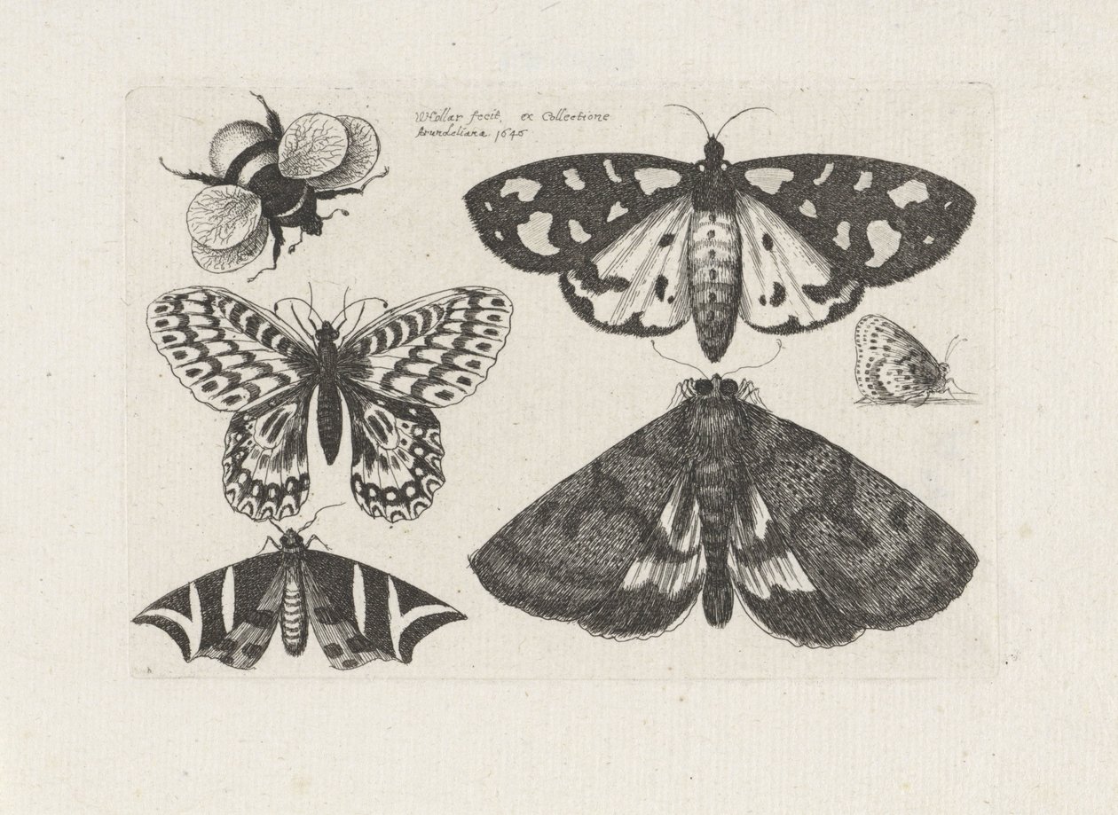 Møl, sommerfugle og en humlebi Insekter (serietitel) Muscarum Scarabeorum (serietitel) af Wenceslaus Hollar