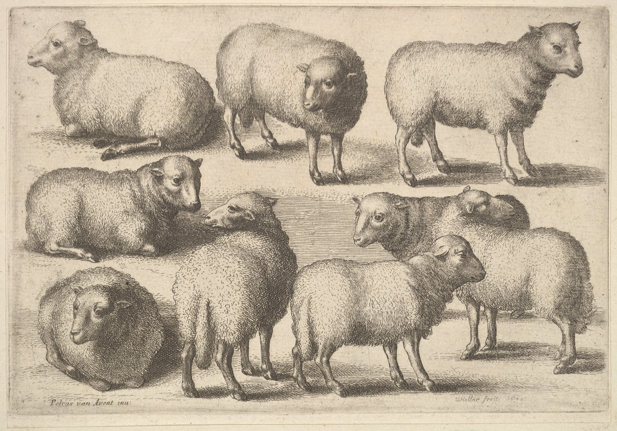 Ni får, 1646. af Wenceslaus Hollar