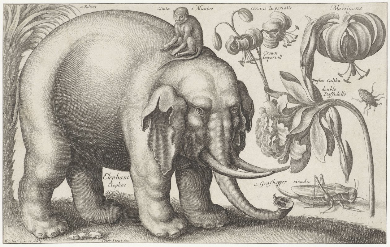 Elefant, abe, blomster og insekter Planter og dyr (serietitel) Animalium Ferarum (serietitel på objekt) af Wenceslaus Hollar