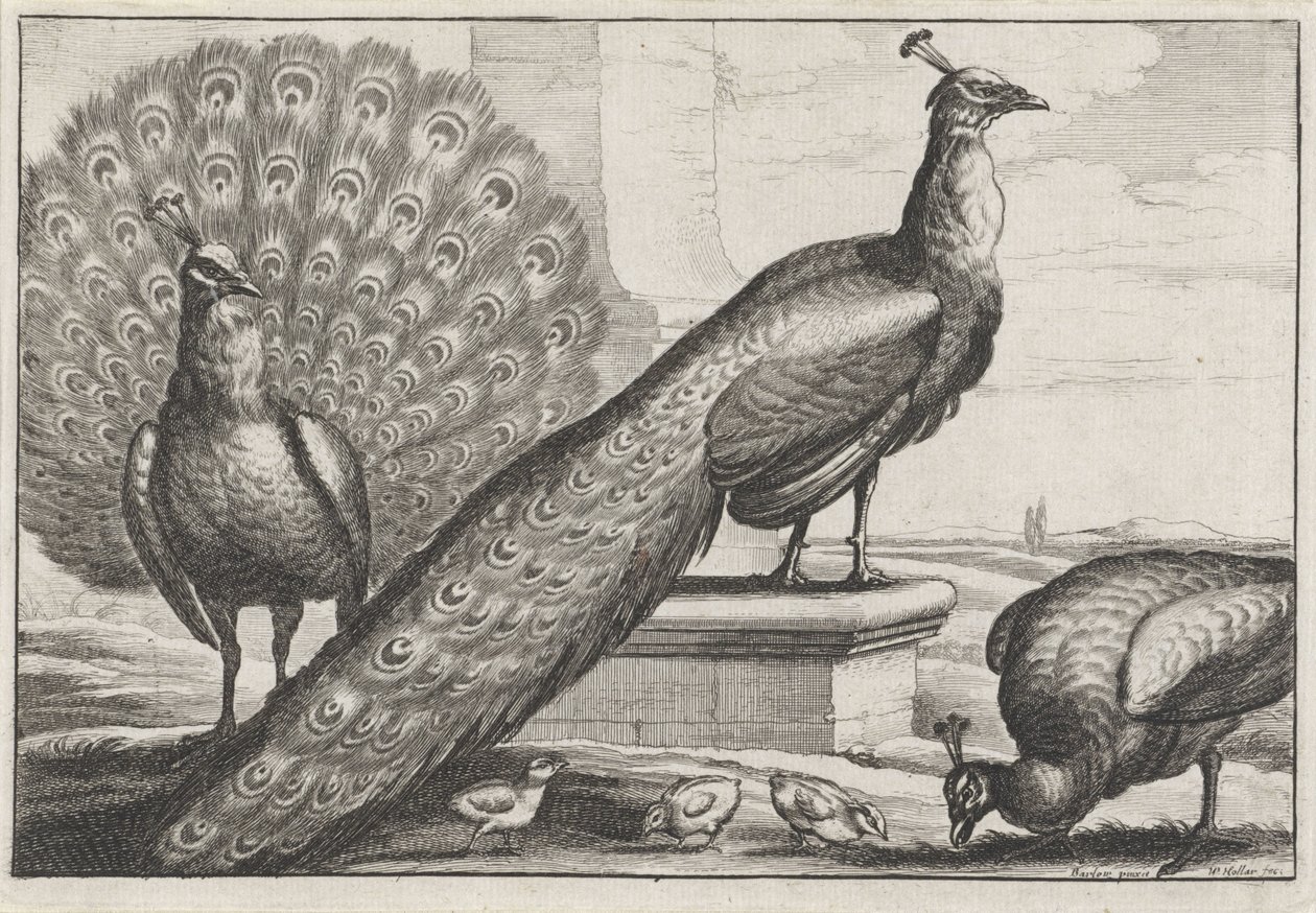 påfugle Diversae avium arter (serietitel) Forskellige fugle (serietitel) af Wenceslaus Hollar