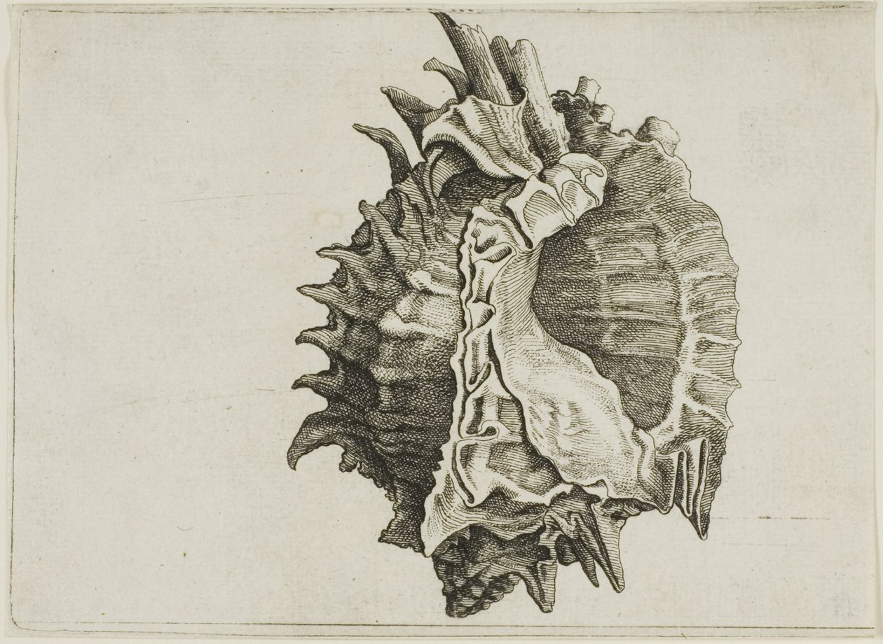 Pink-mouth Murex (phyllonotus erythrostomus) af Wenceslaus Hollar