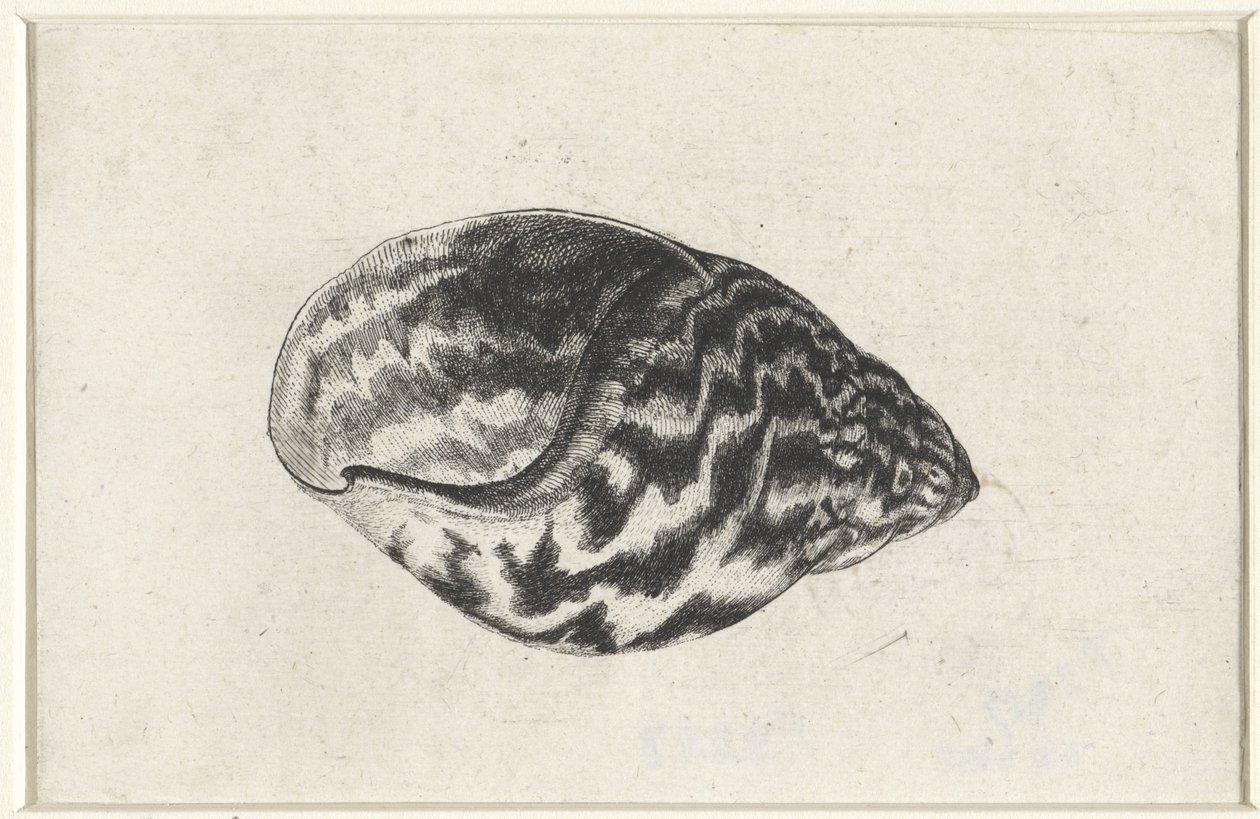 Skal, achatina achatina Skaller (serietitel) af Wenceslaus Hollar