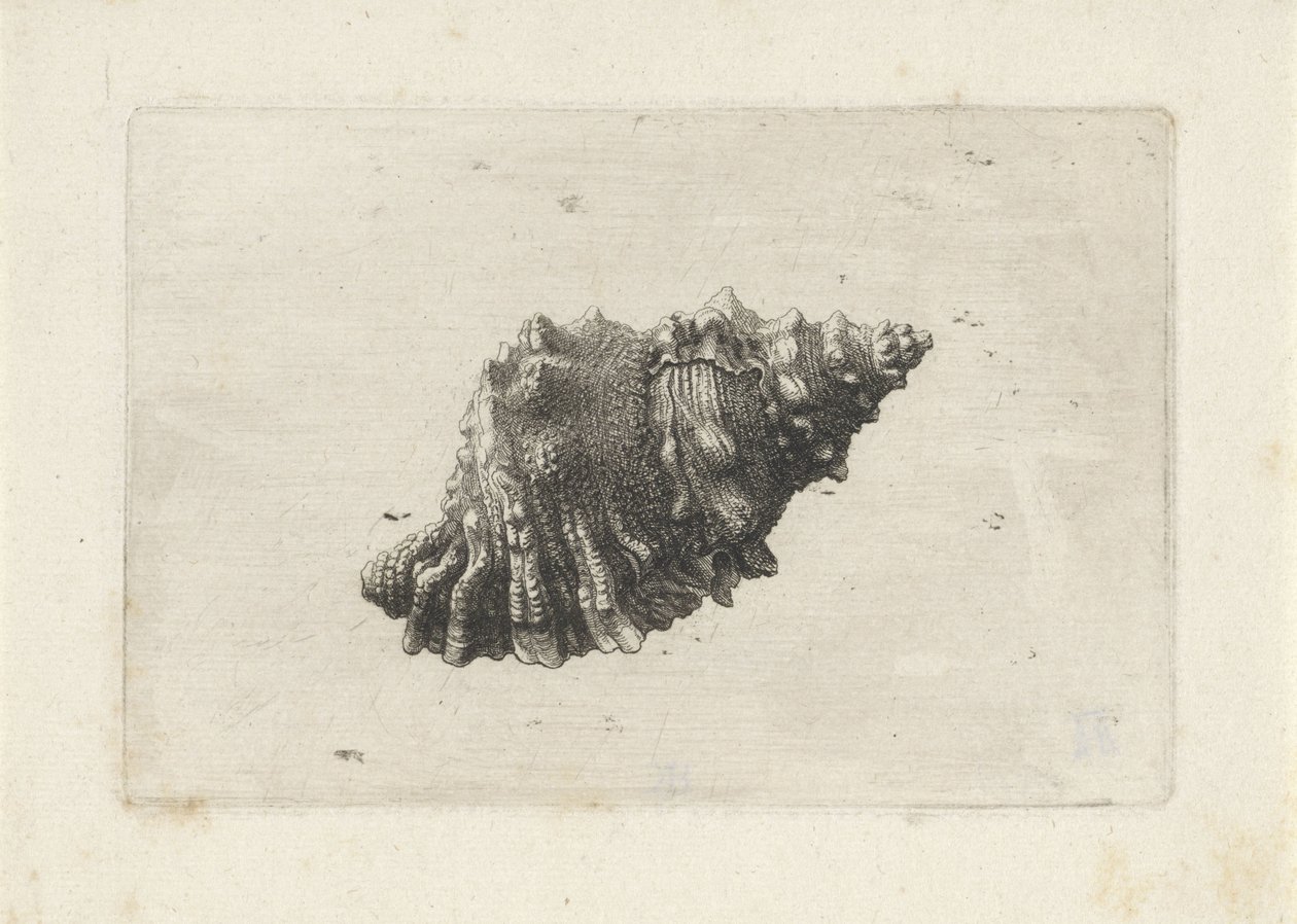 Skal, bursa rubeta Skaller (serietitel) af Wenceslaus Hollar