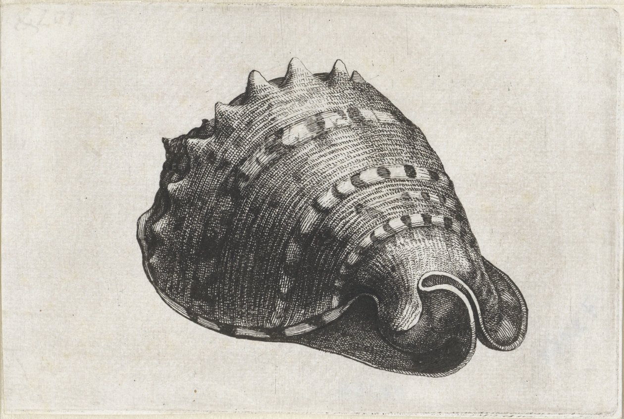 Skal, cassis cornuta Skaller (serietitel) af Wenceslaus Hollar