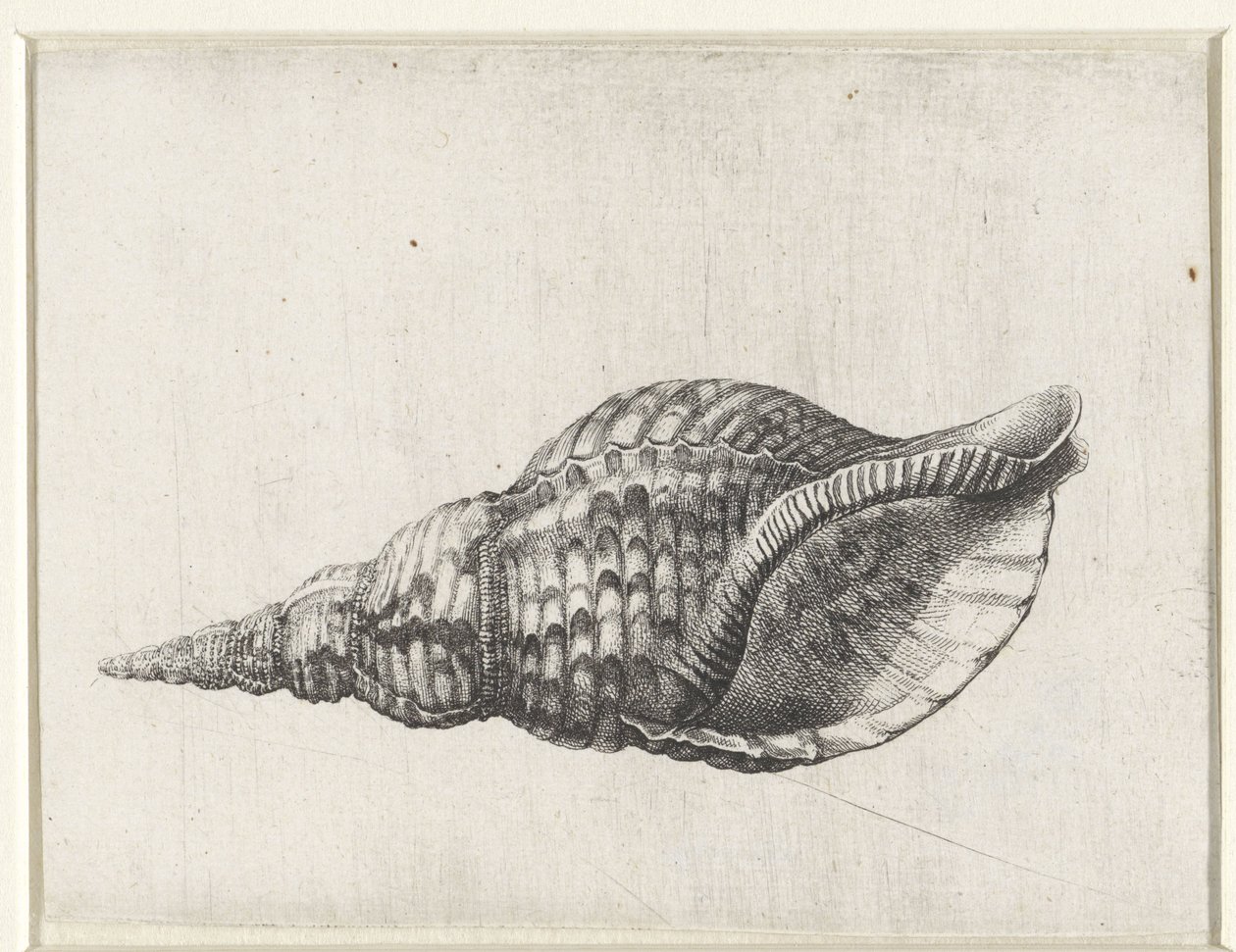 Skal, charonia tritonis Skaller (serietitel) af Wenceslaus Hollar