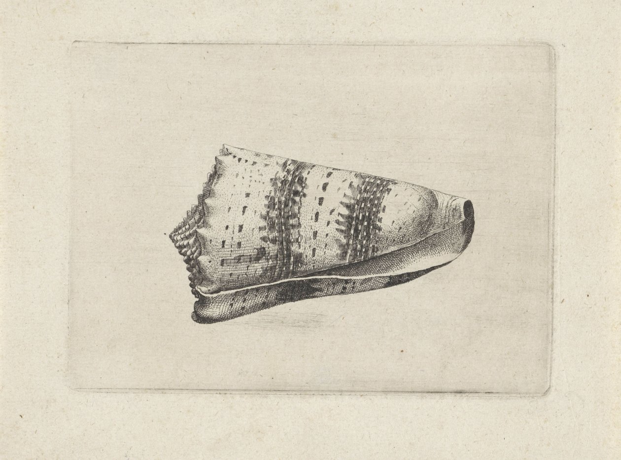 Skal, kegle imperialis Skaller (serietitel) af Wenceslaus Hollar