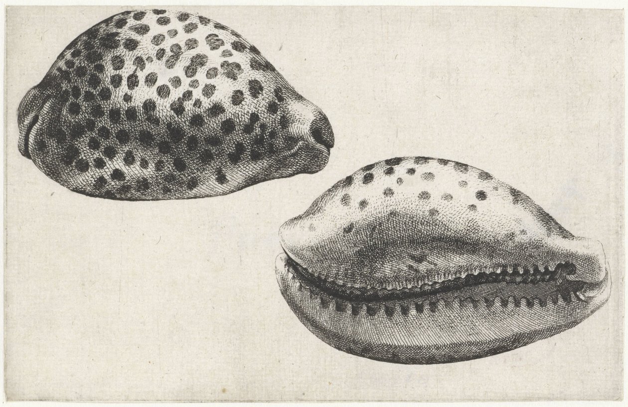 Skal, cypraea tigris Skaller (serietitel) af Wenceslaus Hollar