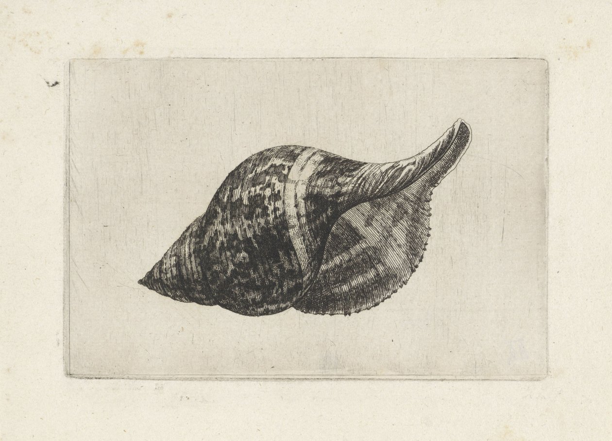 Skal, fasciolaria tulipa Skaller (serietitel) af Wenceslaus Hollar