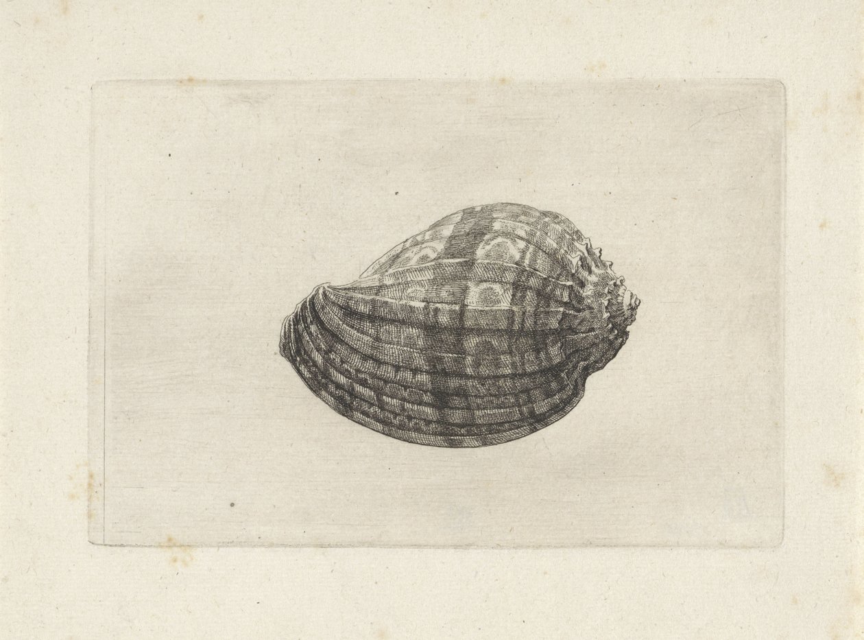 Shell, harpa major Skaller (serietitel) af Wenceslaus Hollar