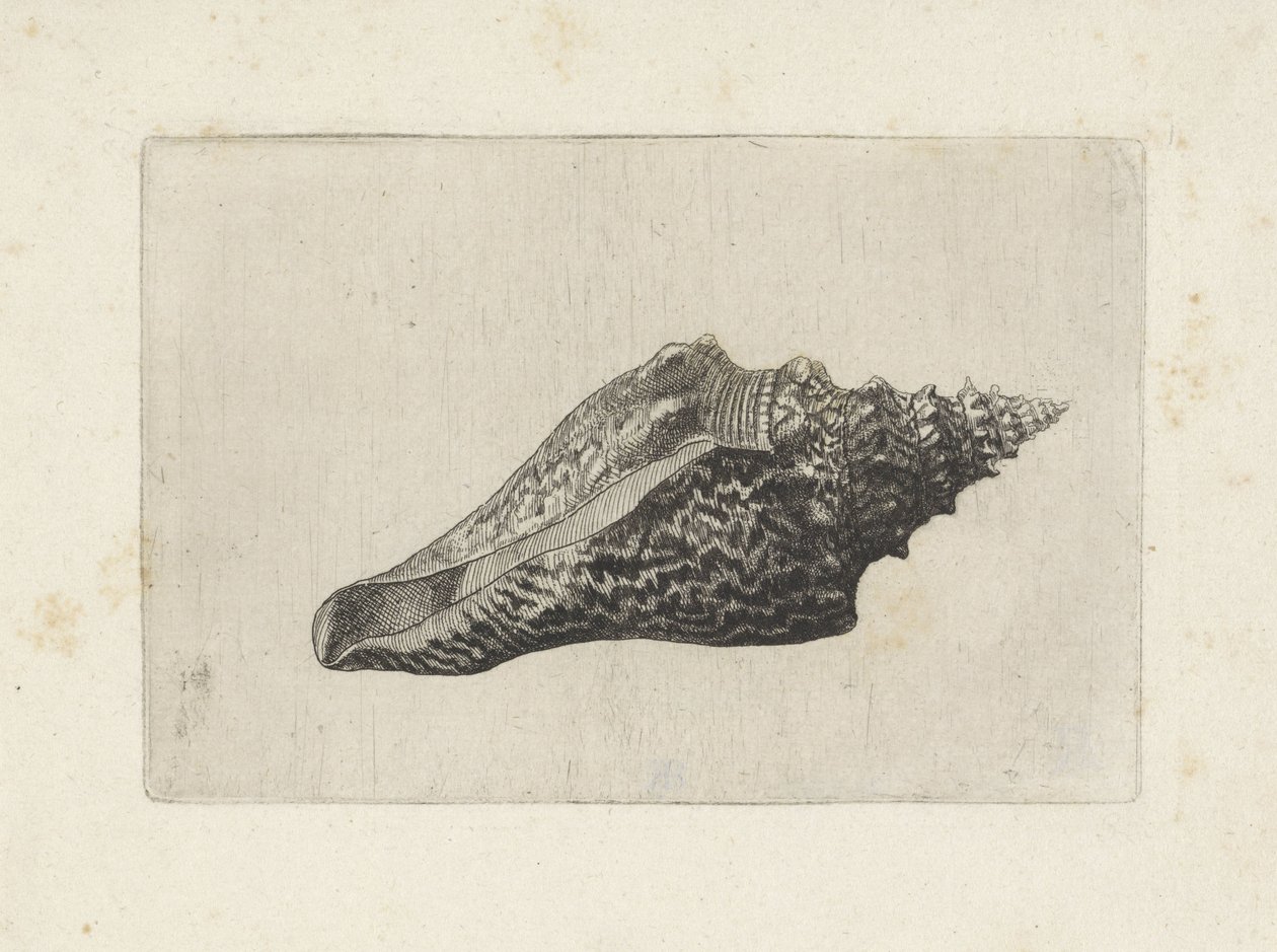 Skal, hemifusus ternatanus Skaller (serietitel) af Wenceslaus Hollar