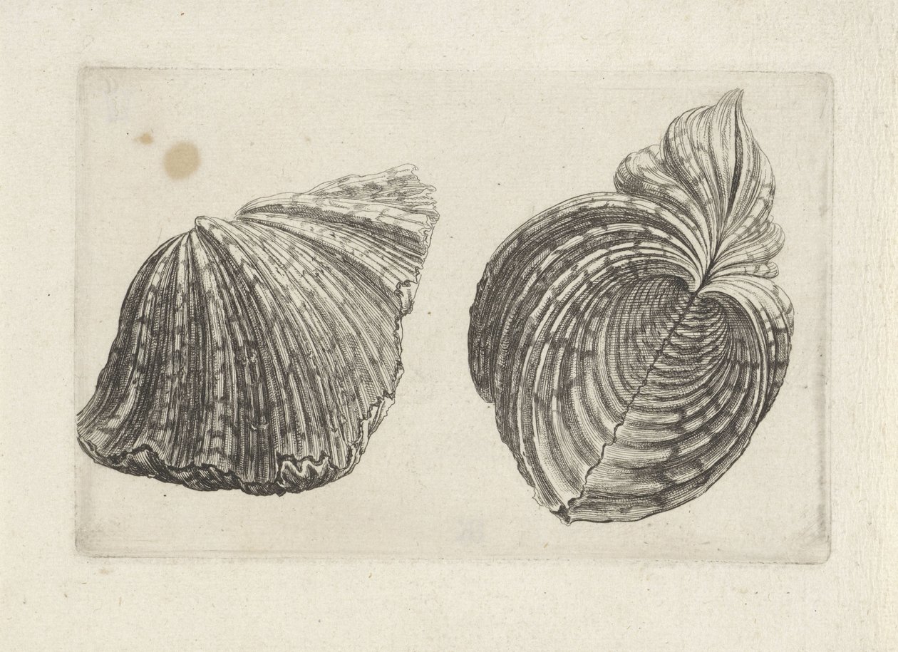Skal, flodhest flodhest Skaller (serietitel) af Wenceslaus Hollar