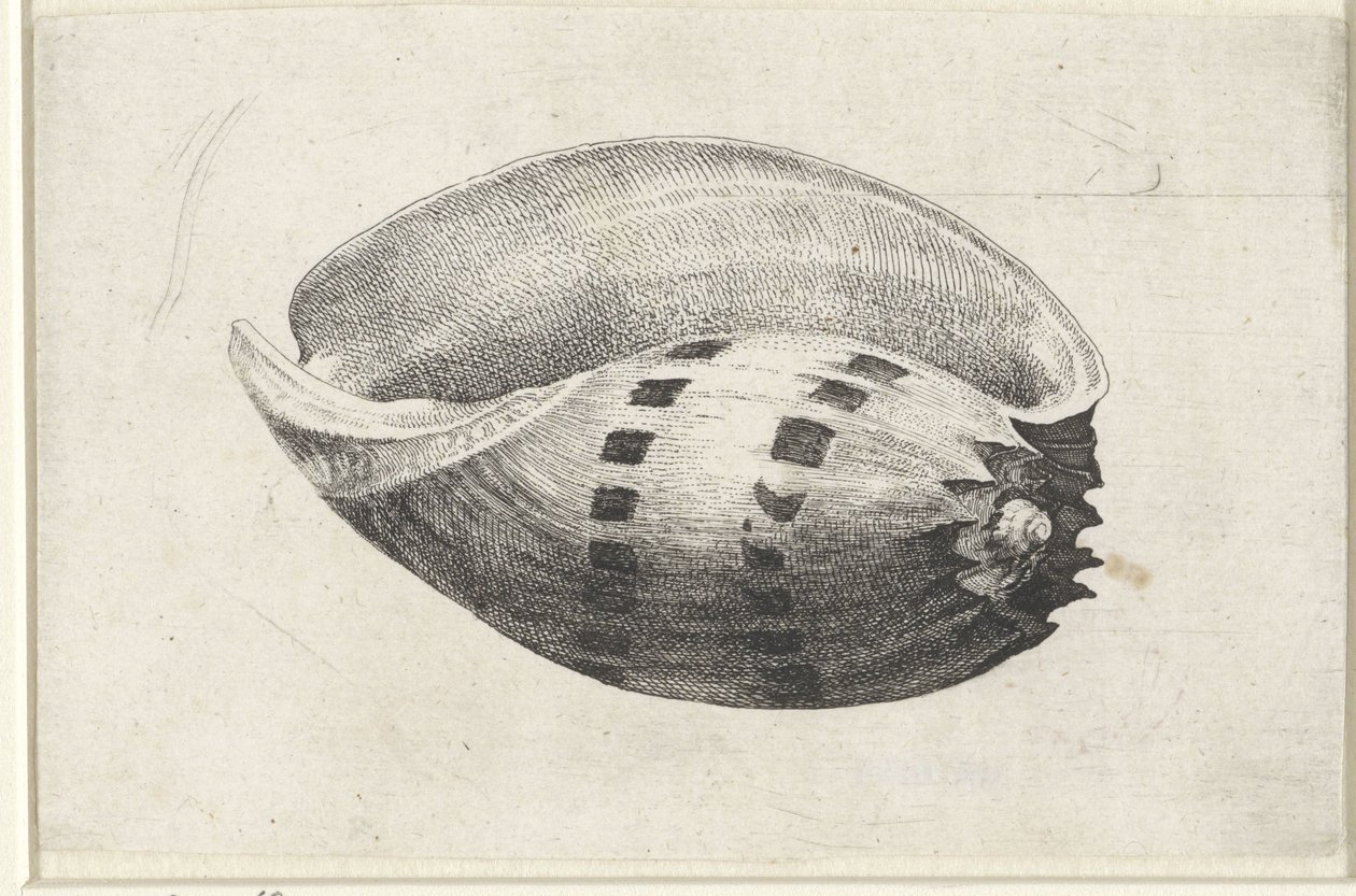 Skal, melo amfora Skaller (serietitel) af Wenceslaus Hollar