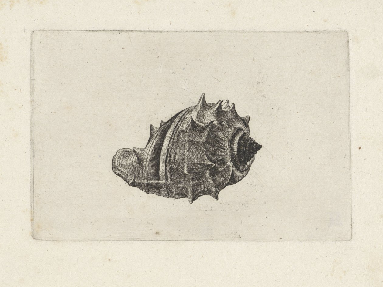 Skal, melongena melongena Skaller (serietitel) af Wenceslaus Hollar