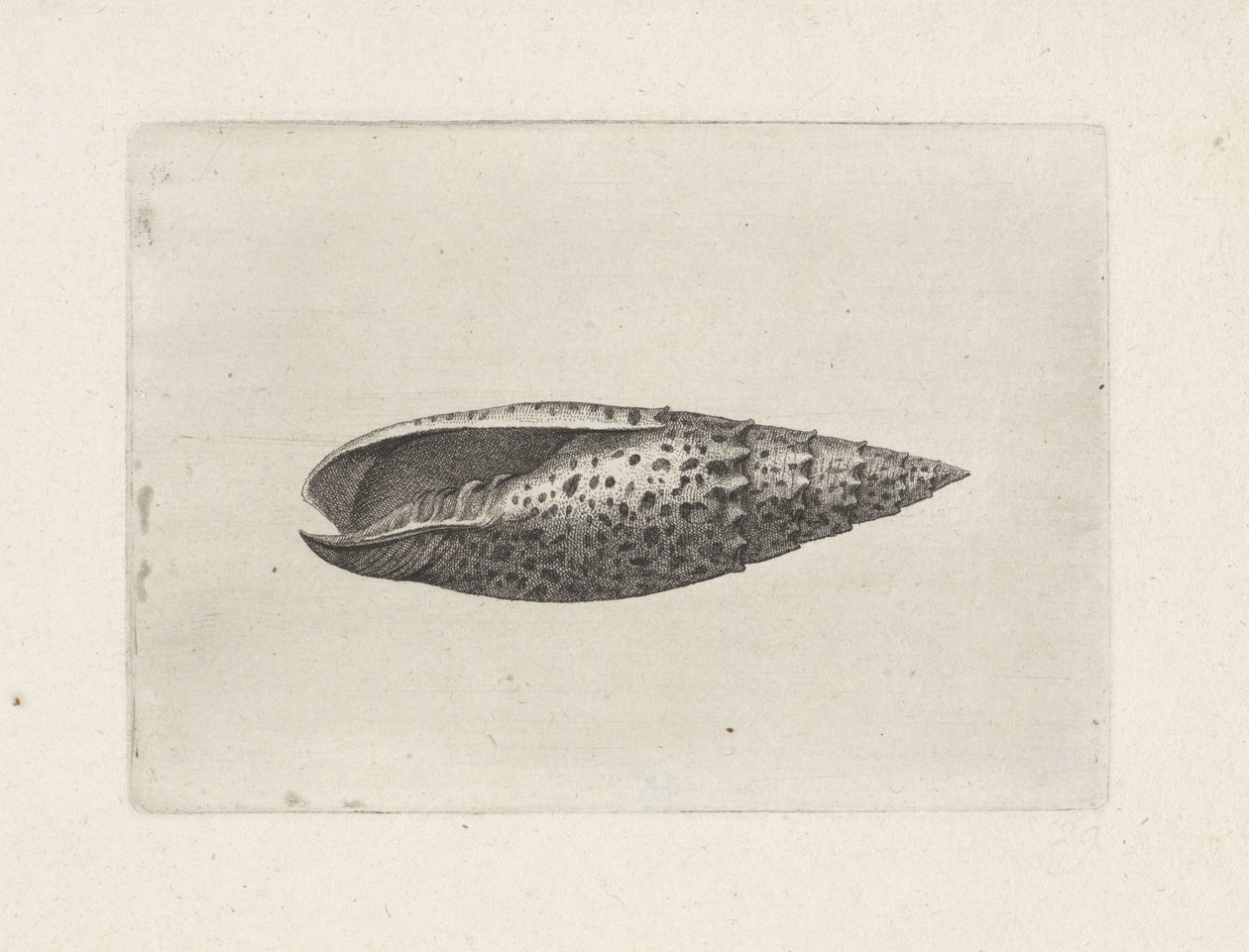 Skal, mitra papalis Skaller (serietitel) af Wenceslaus Hollar