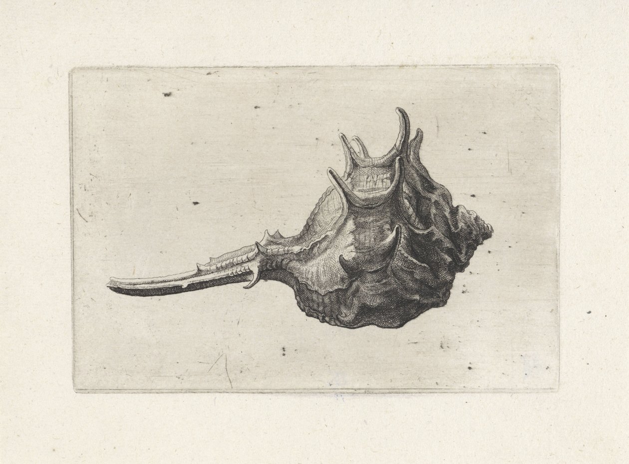 Skal, murex brevispina Skaller (serietitel) af Wenceslaus Hollar