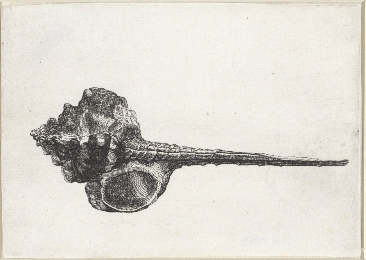 Skal, murex haustellum Skaller (serietitel) af Wenceslaus Hollar