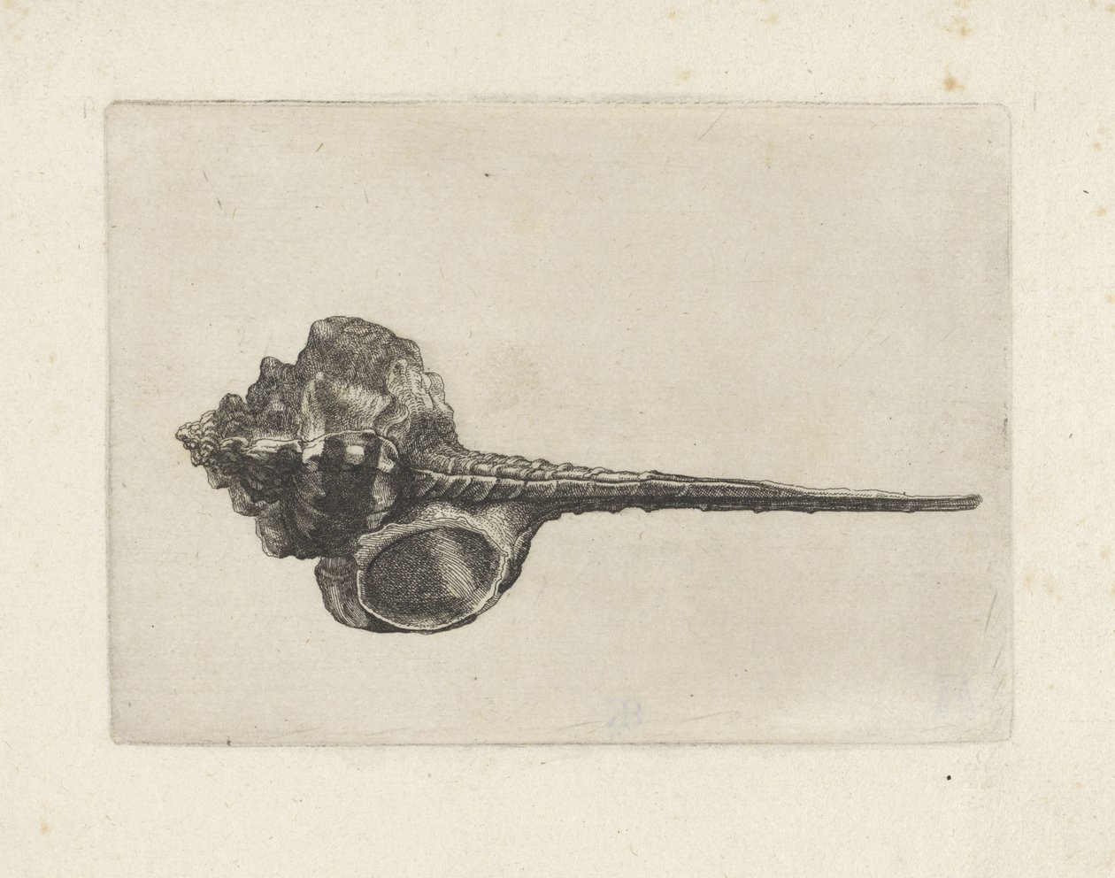 Skal, murex haustellum Skaller (serietitel) af Wenceslaus Hollar