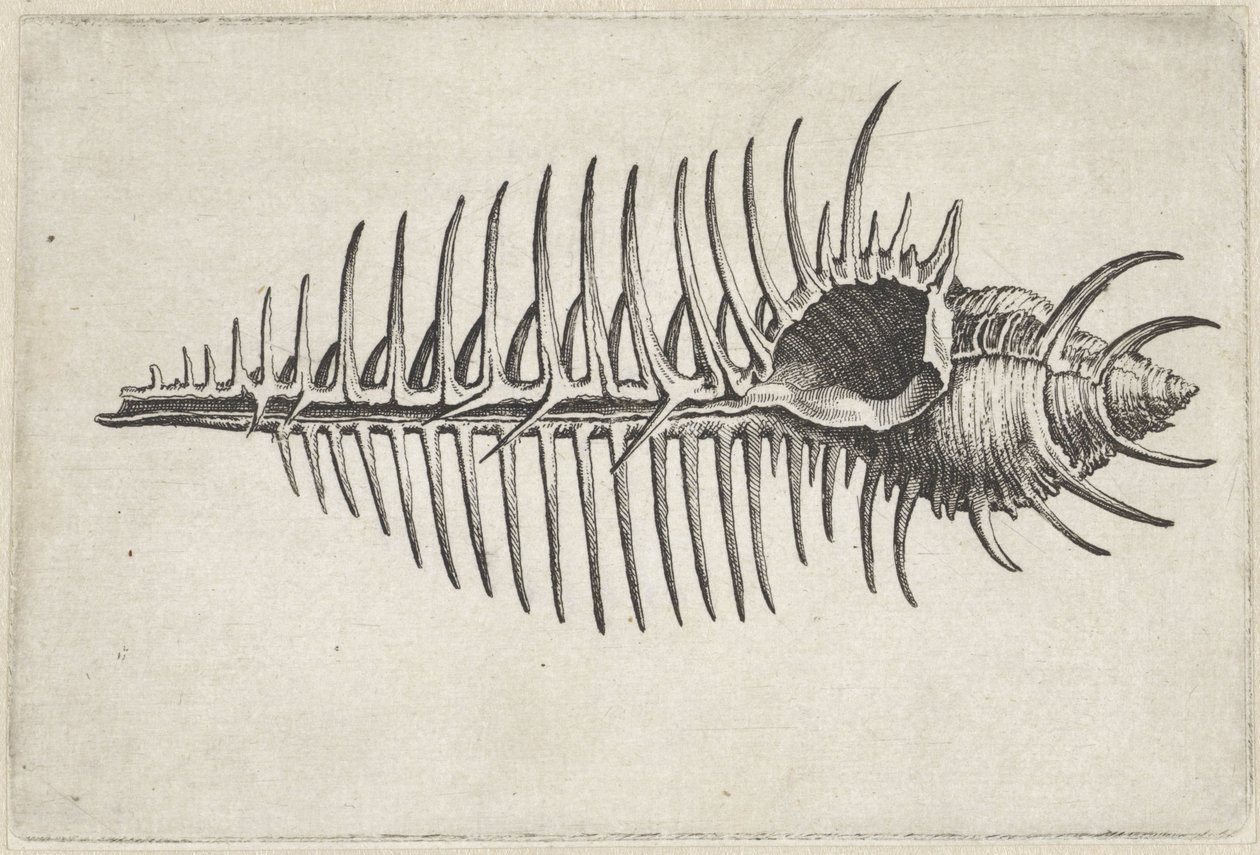 Skal, murex pecten Skaller (serietitel) af Wenceslaus Hollar