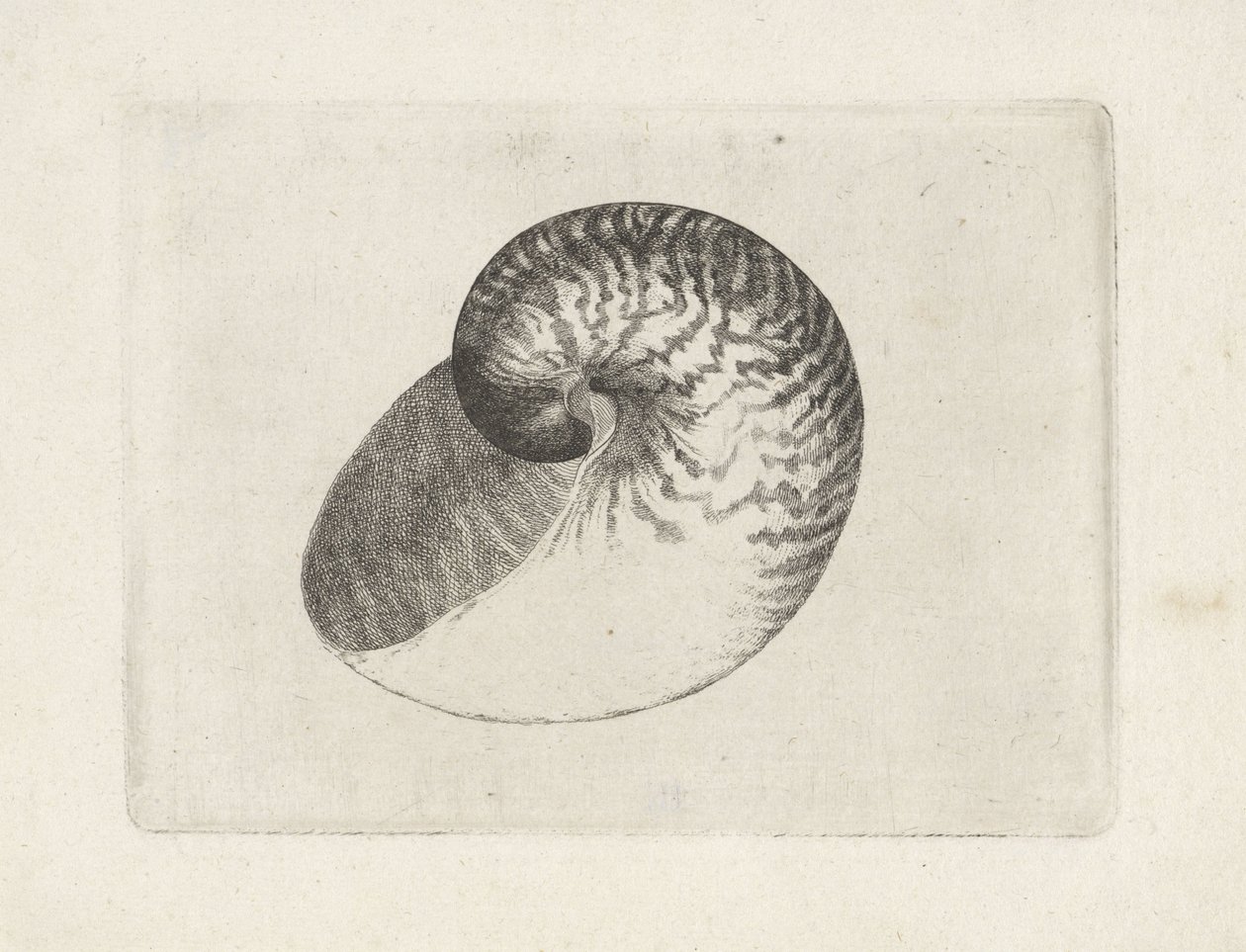 Skal, nautilus pompilius Skaller (serietitel) af Wenceslaus Hollar