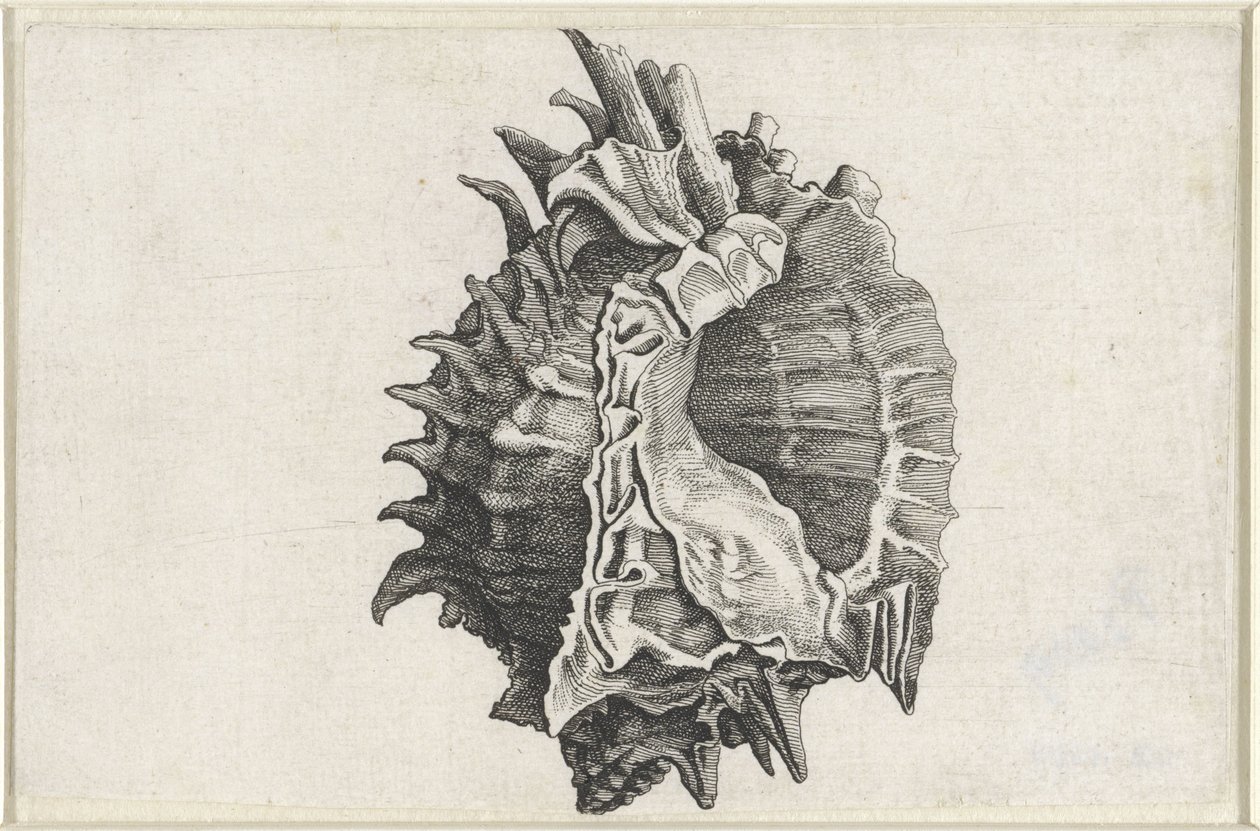 Skal, phyllonotus erythrostomus Skaller (serietitel) af Wenceslaus Hollar