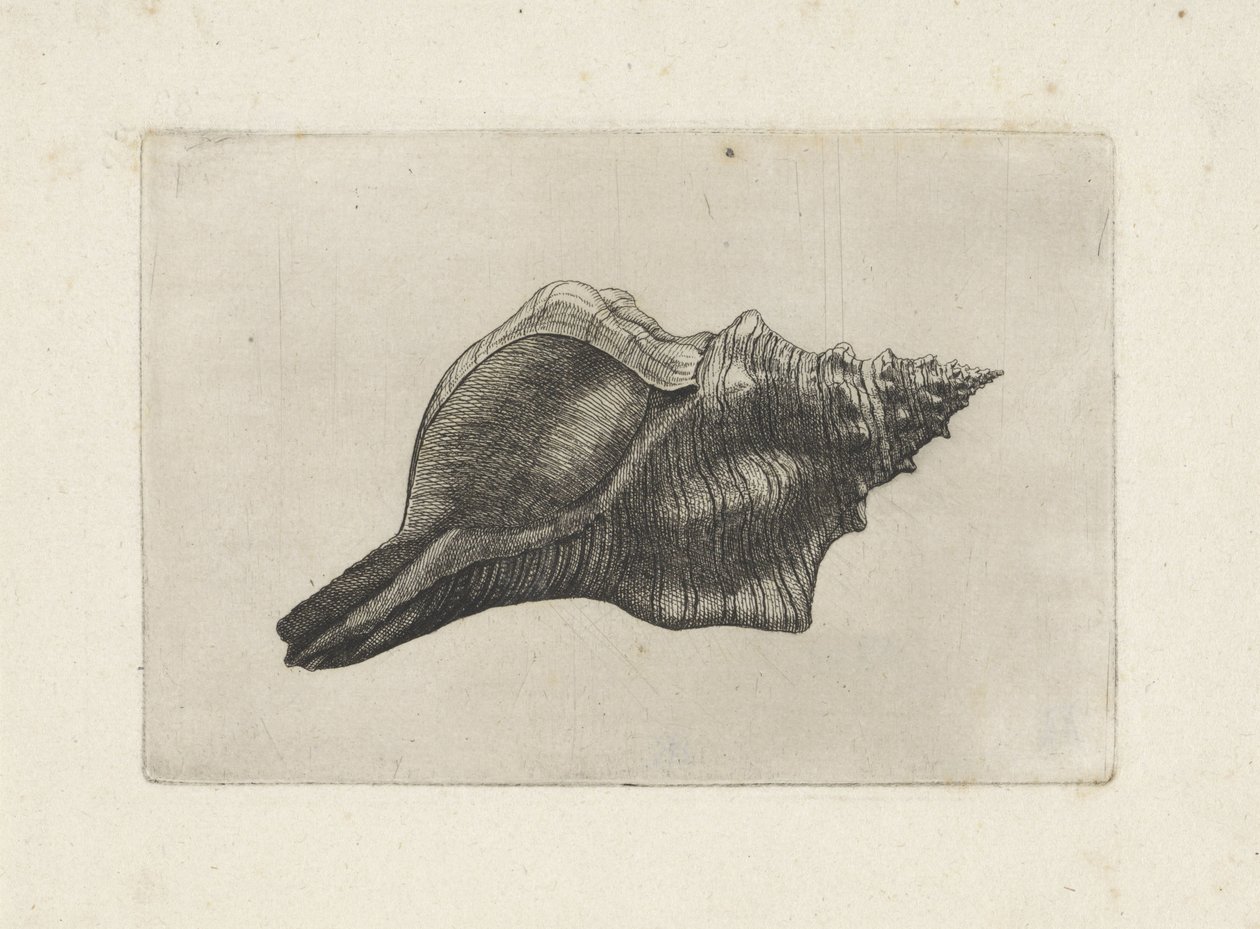 Skal, pleuroploca trapezium Skaller (serietitel) af Wenceslaus Hollar