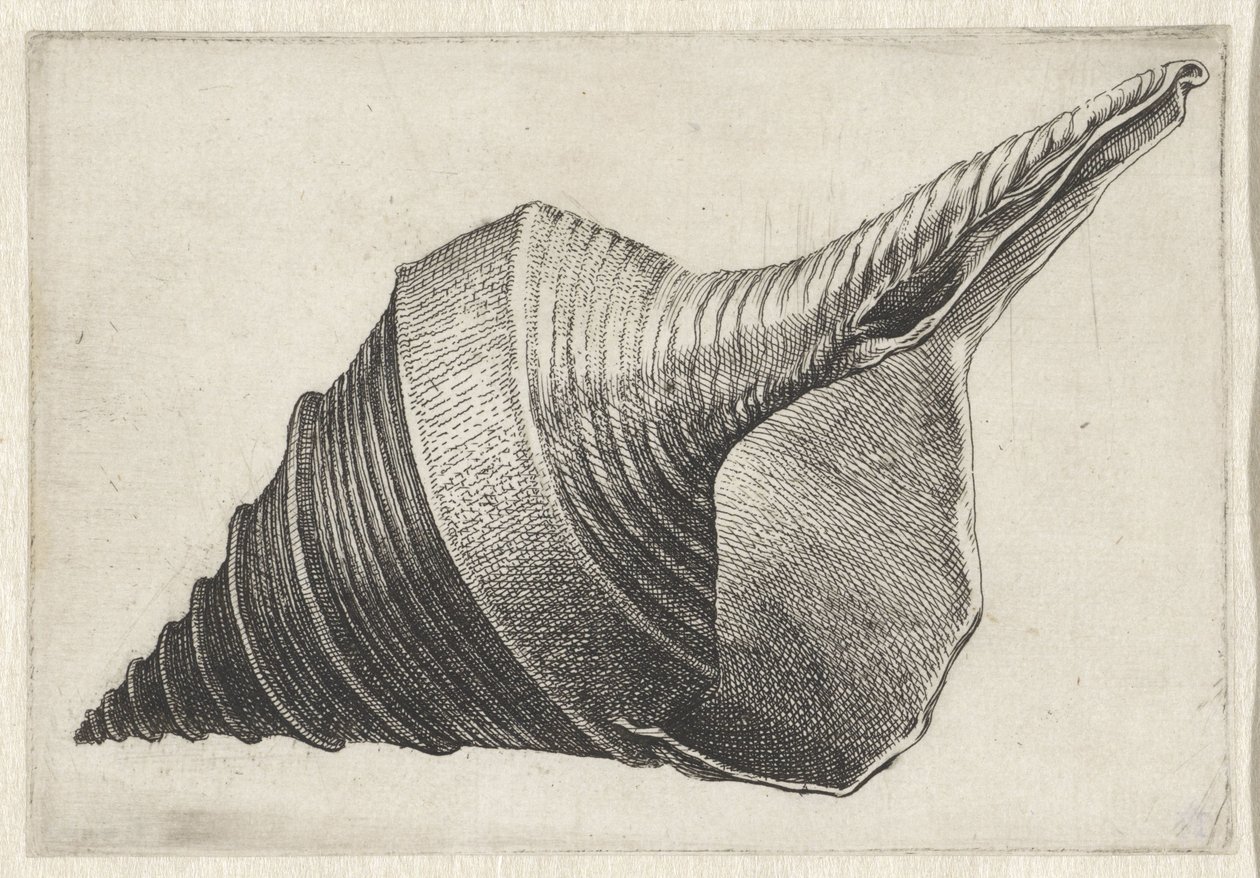 Skal, syrinx aruanus Skaller (serietitel) af Wenceslaus Hollar