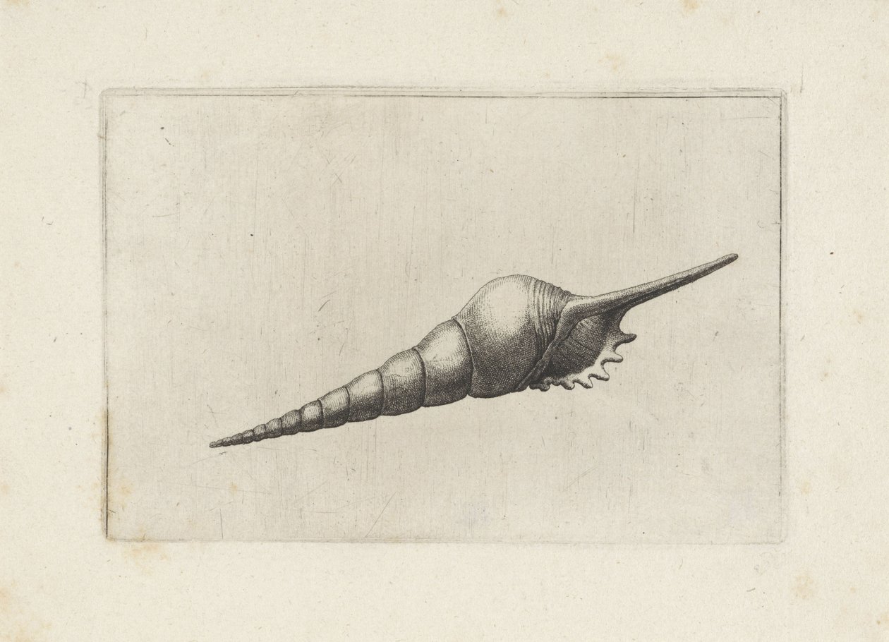Schelp, fløjtespindel melanocheilus Schelpen (serietitel) af Wenceslaus Hollar