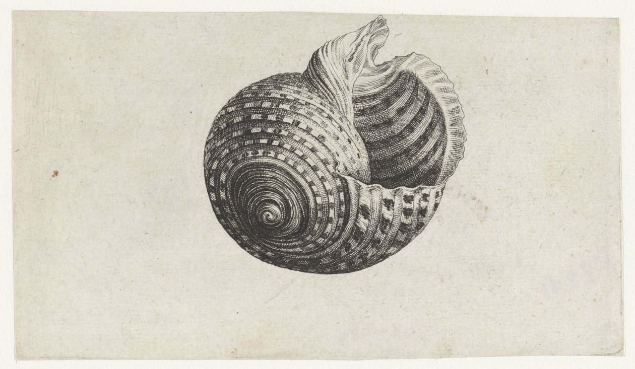 Shell, ton dolium Skaller (serietitel) af Wenceslaus Hollar