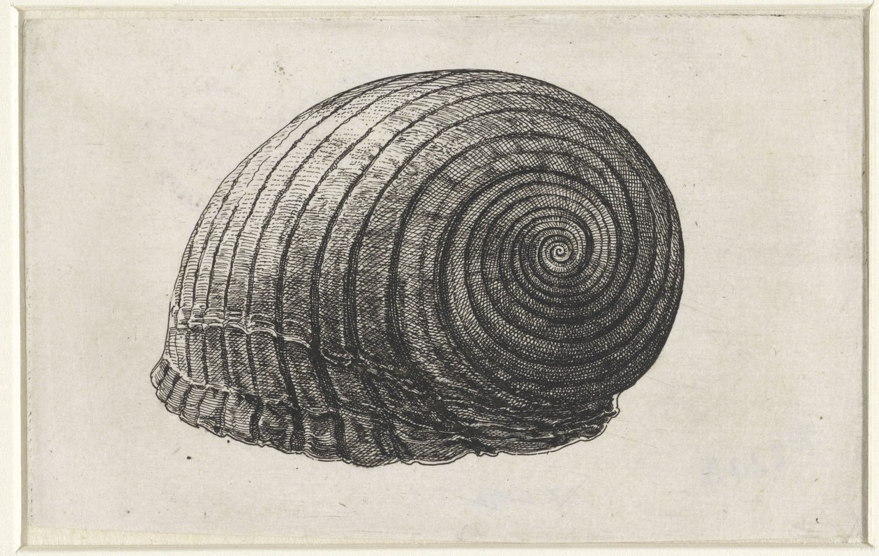 Shell, tonna galea Skaller (serietitel) af Wenceslaus Hollar